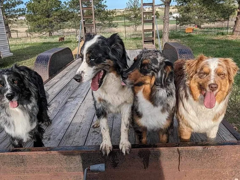 Legacy Ranch Australian Shepherds