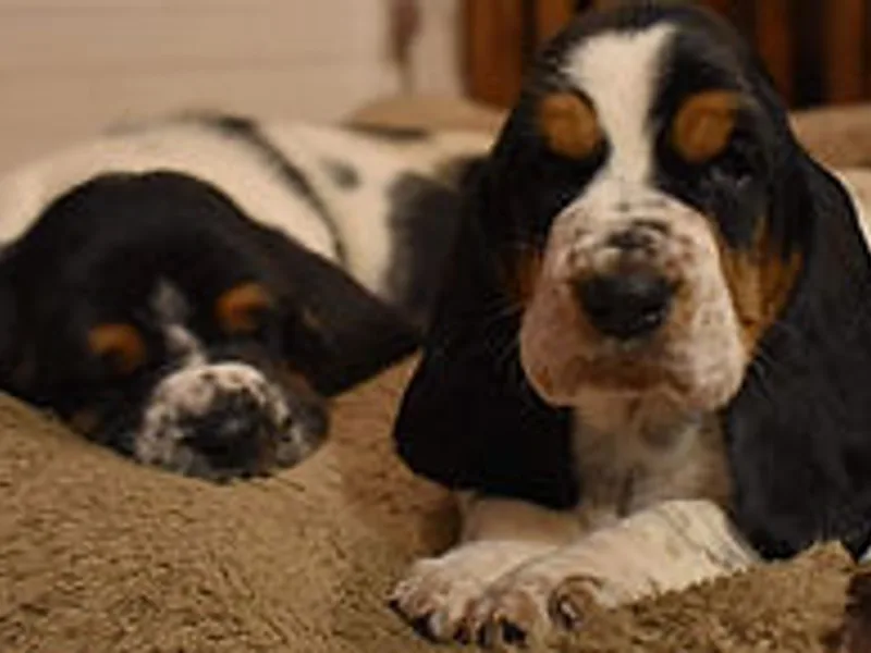 Legendary Basset Hounds