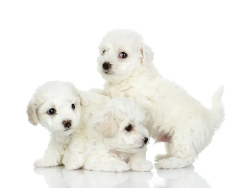 LEMON HILL BICHONS