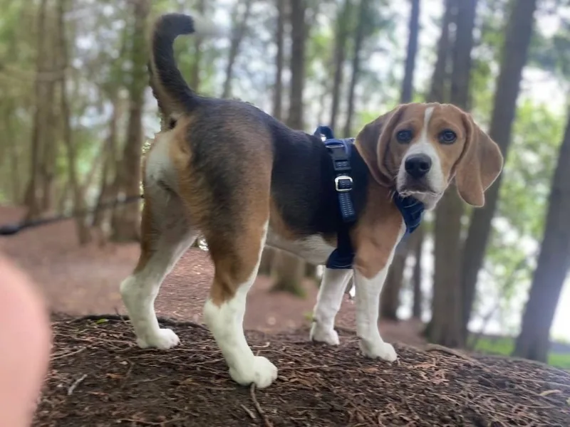 Leslie Beagles