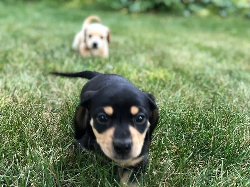 Leslie Hobbs Dachshund puppies