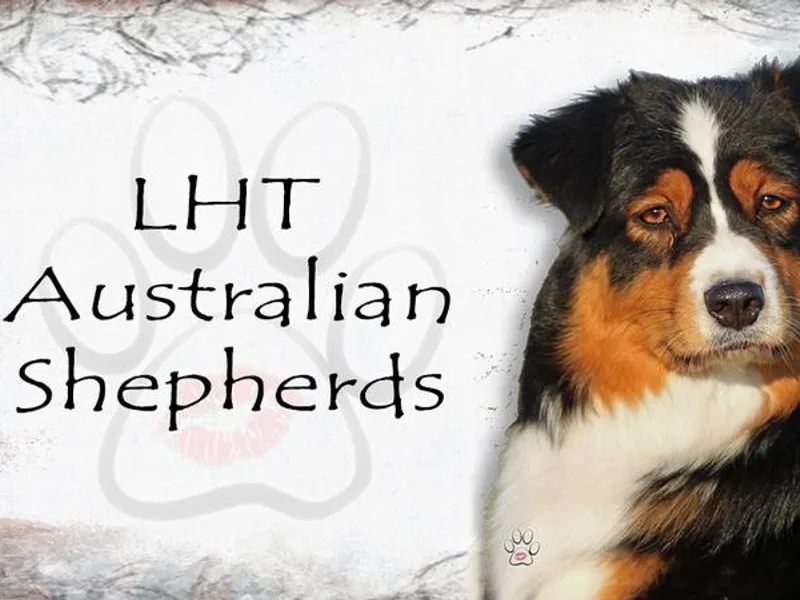 LHT Aussies