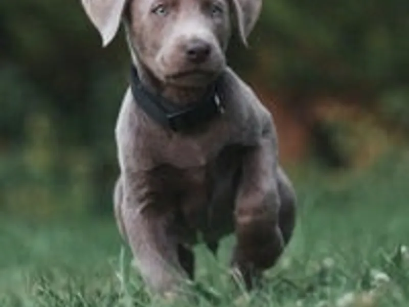 Liakada Labradors photo 1