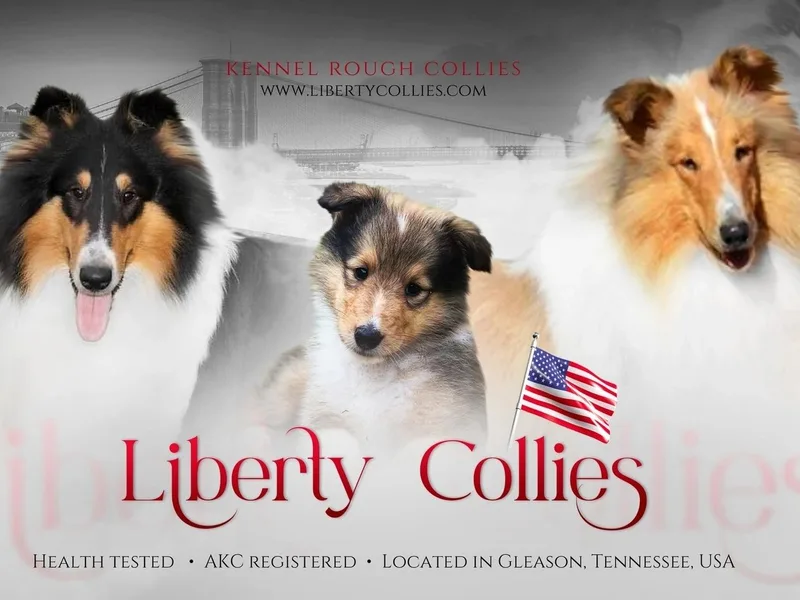 Liberty Collies