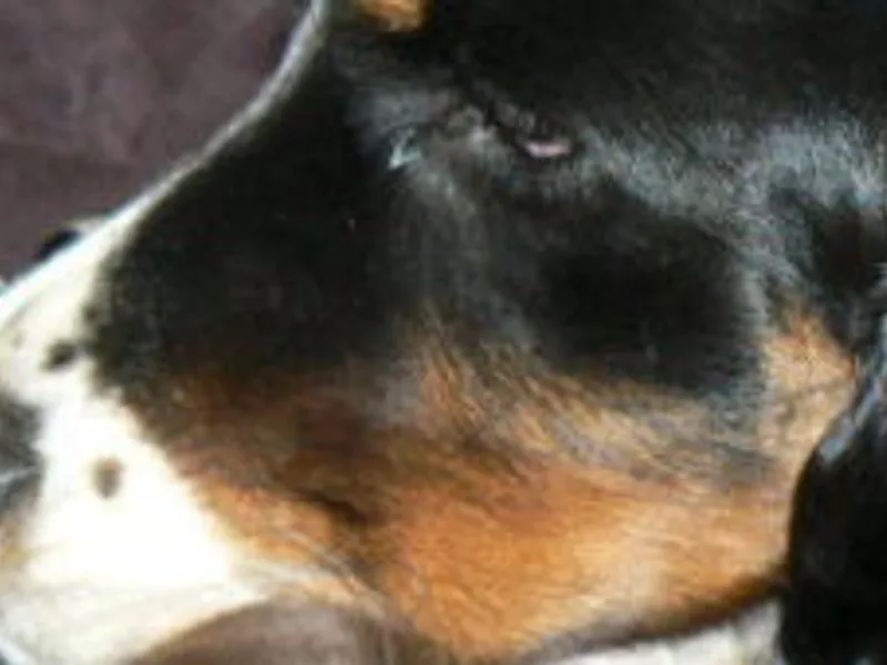 Liberty Springers.com