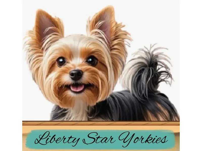 Liberty Star Yorkies