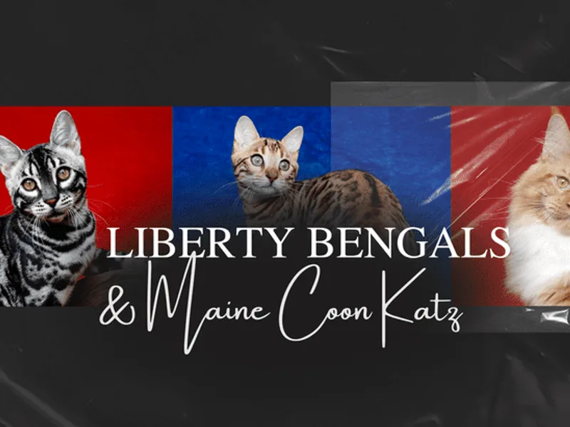 LibertyBengals photo 1