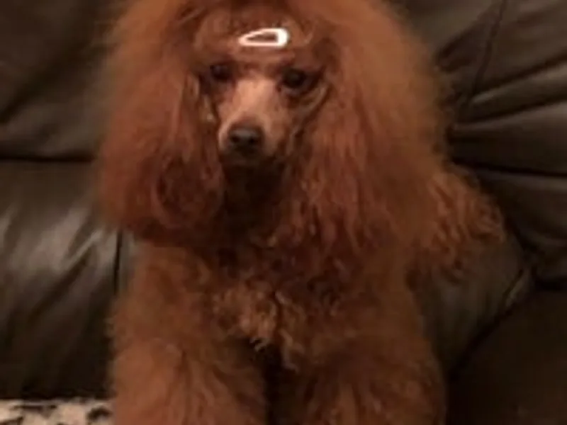 licensed breeder photo 1