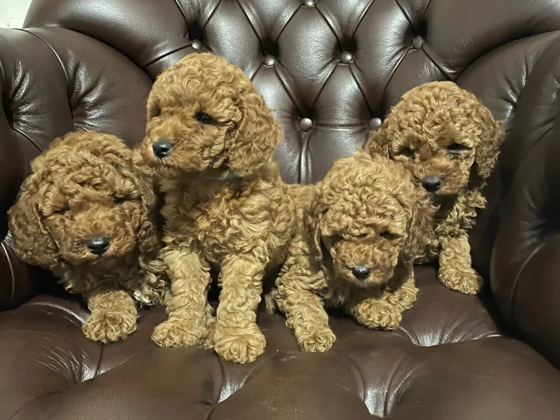 Licensed Breeder  photo 1