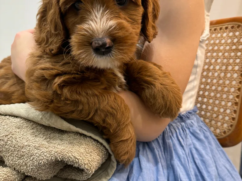 Licensed breeder  photo 1
