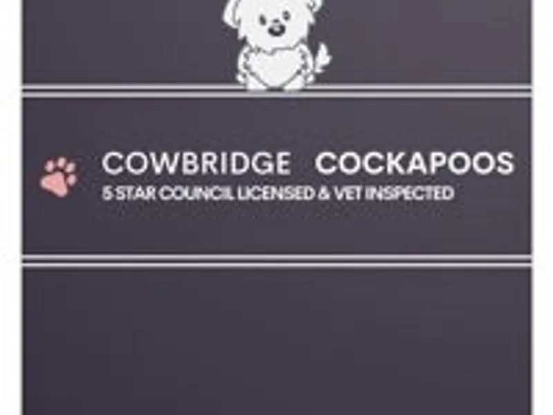 ⭐️⭐️⭐️⭐️⭐️LICENSED BREEDER🐶🐾 photo 1