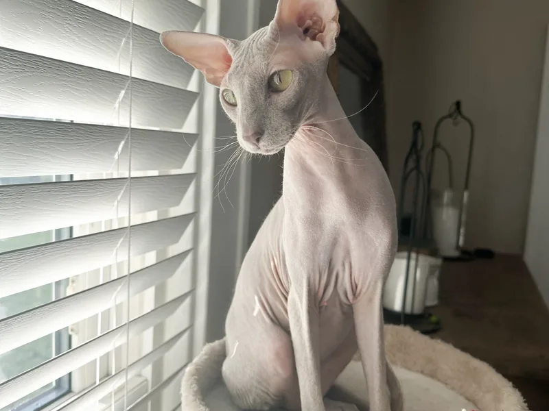 LilacLoveCats photo 1