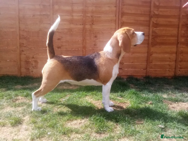 Lilleagle Beagles  photo 1