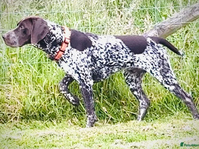 Lilyhill Gundogs photo 1