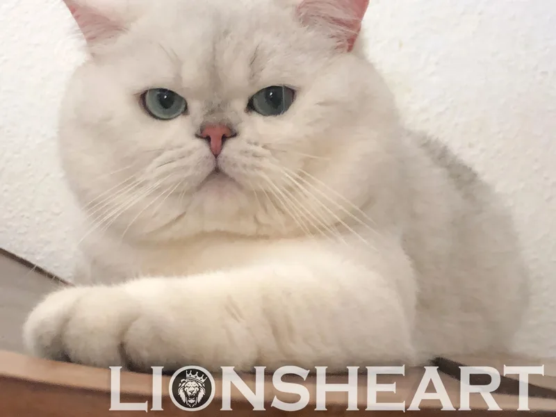 LIONSHEART