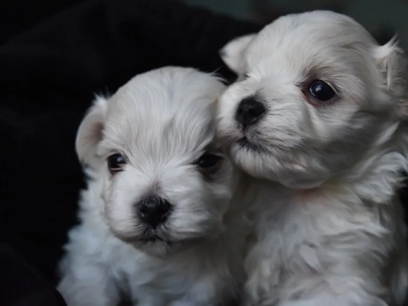 Lisseth Call 571-497-6483 to schedule a play date today.❤️