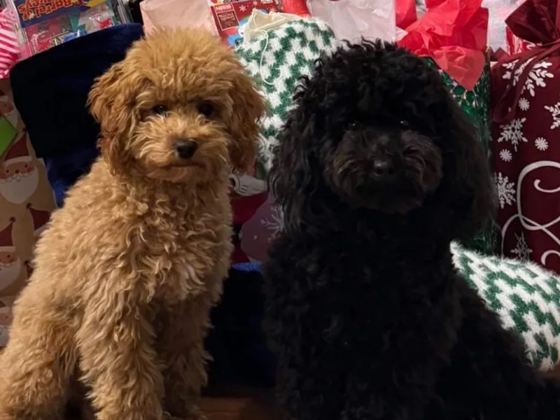 Little Ladies Toy Poodles