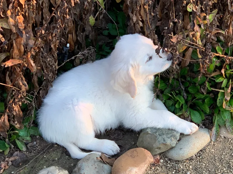 Lockewood Goldens