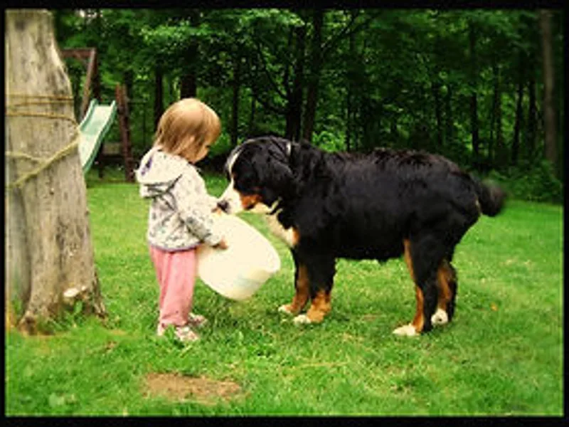 Lois Allison's OFA Bernese 330-260 2602