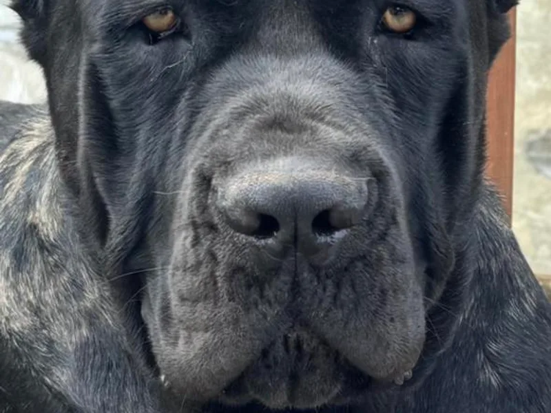 Lori Lambert- Montanaro Cane Corsos