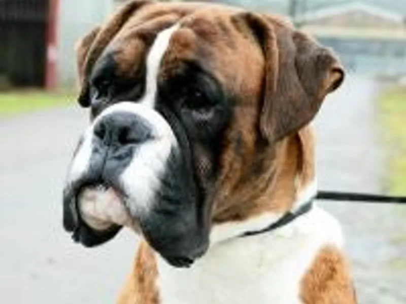 lorrosaboxers photo 1