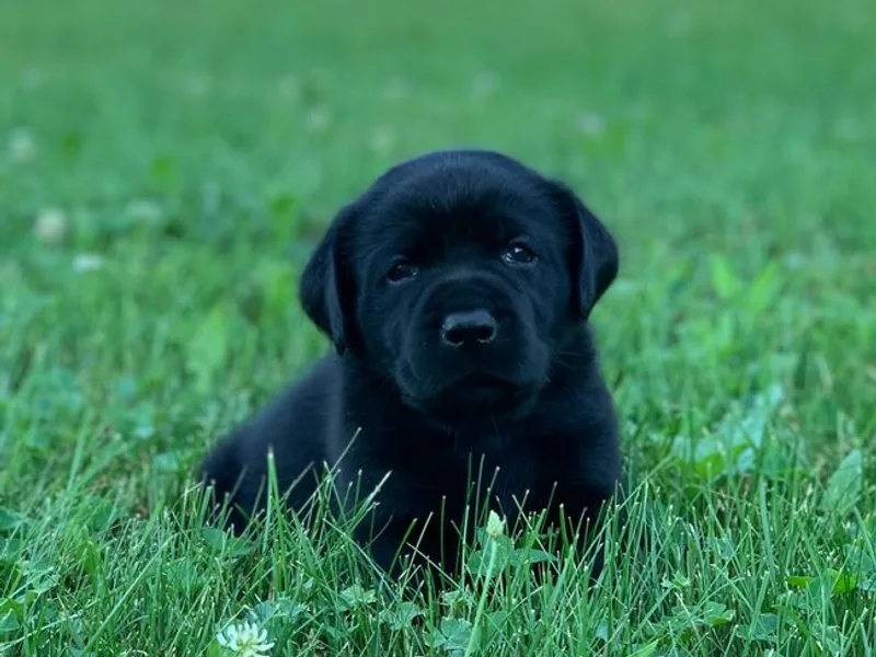 Love Our Labrador Retrievers, Doylestown, OH
