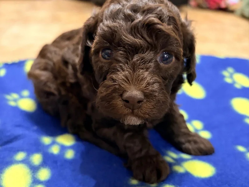 Lovell's Poodle Castle