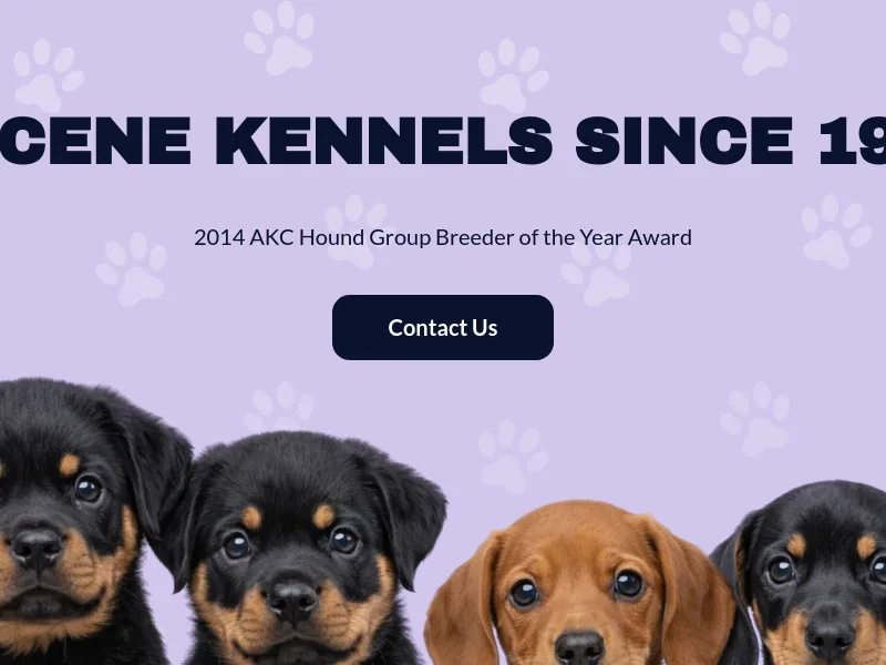 Lucene Rottweilers and Standard Smooth Dachshunds