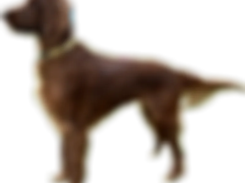 Lucky Erin West Irish Setters