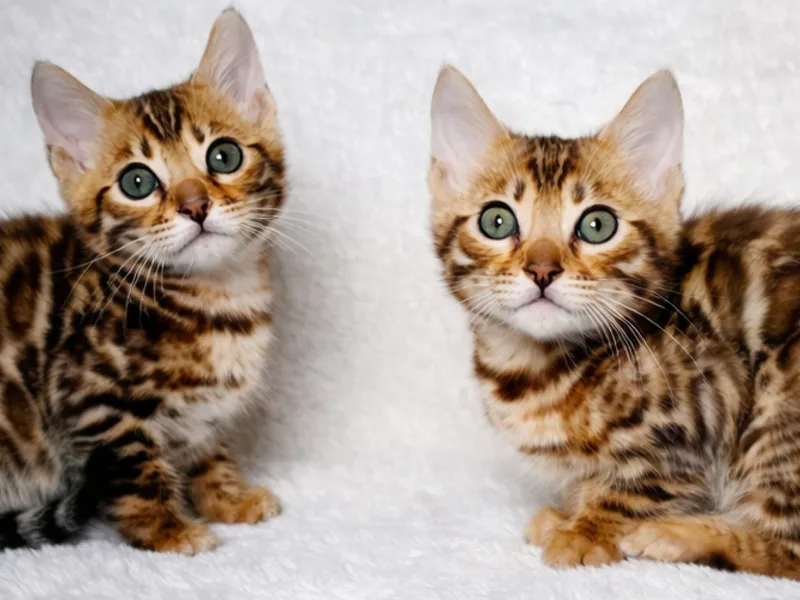 LuxBengalz photo 1