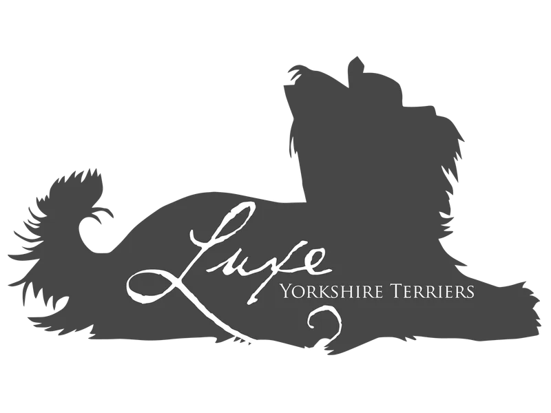 Luxe Yorkshire Terriers