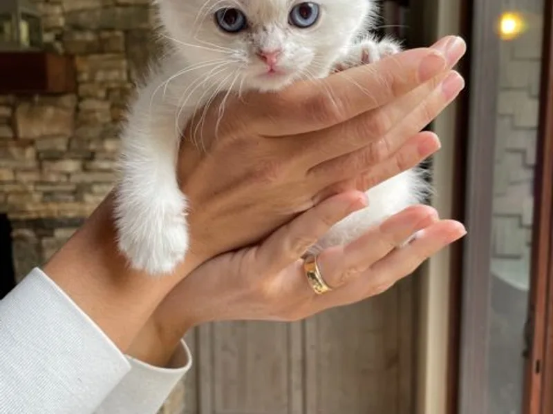 LuxuryOnlyKitty photo 1