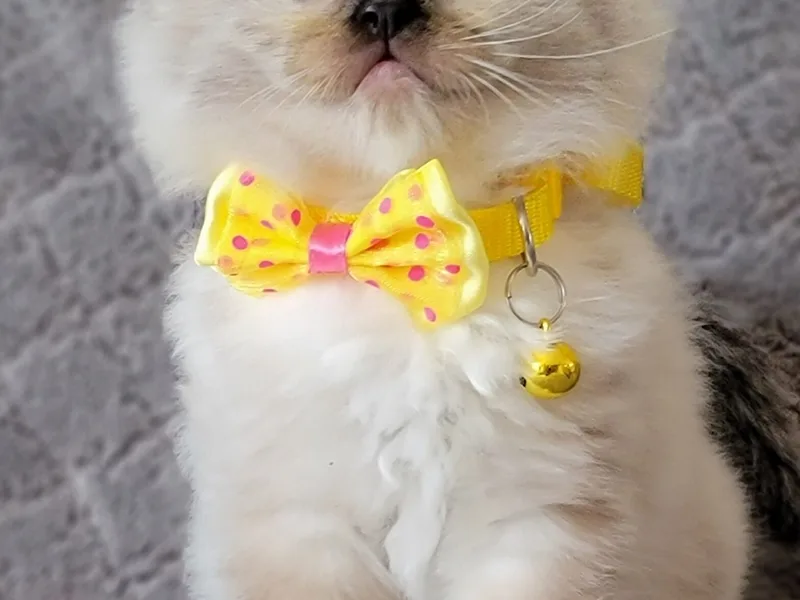 Luxuryragdoll4u