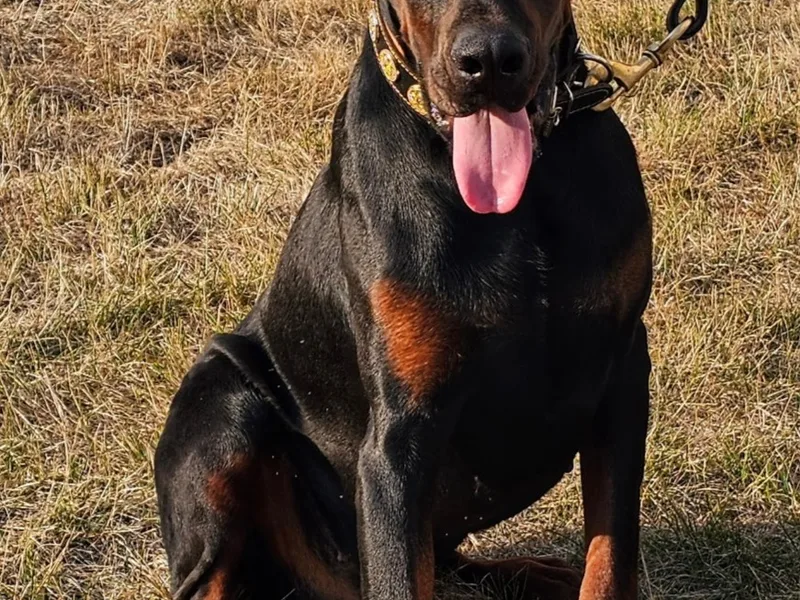 Lyles European Dobermans