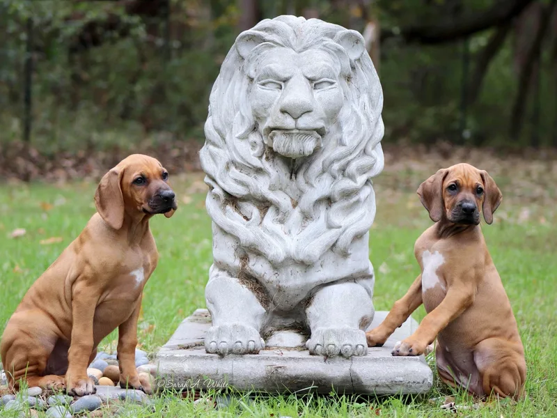 Lyonnese Rhodesian Ridgebacks