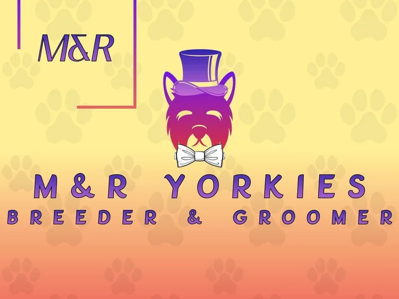 M&R Yorkies