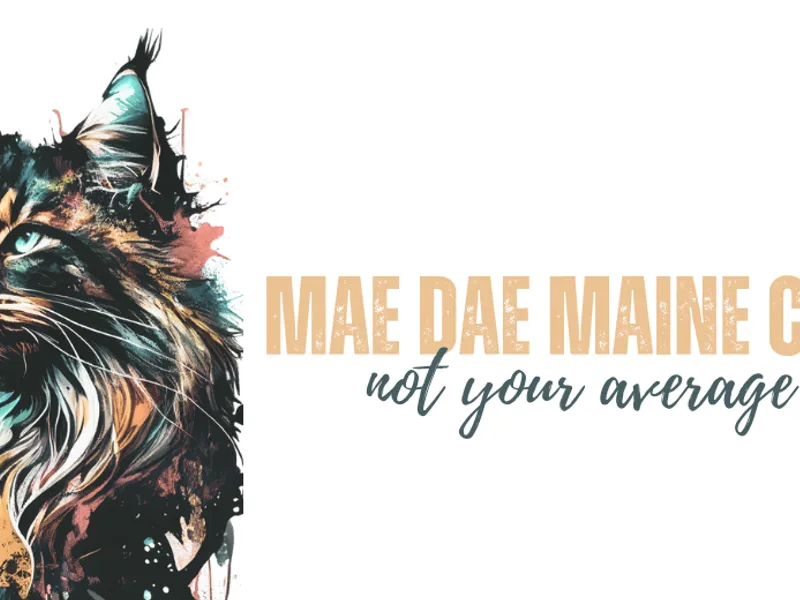 MaeDaeMaineCoon photo 1
