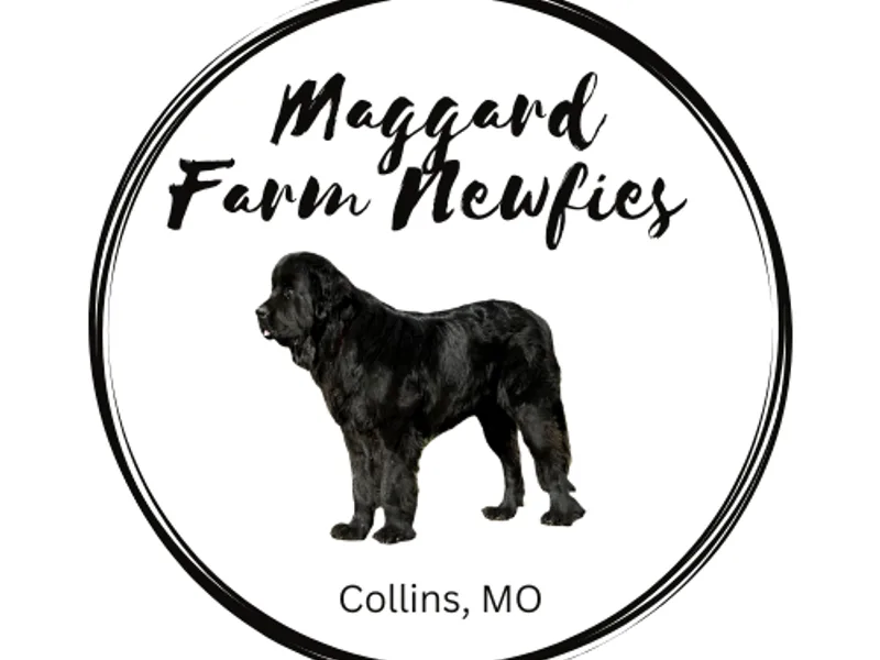 Maggard Farm Newfies