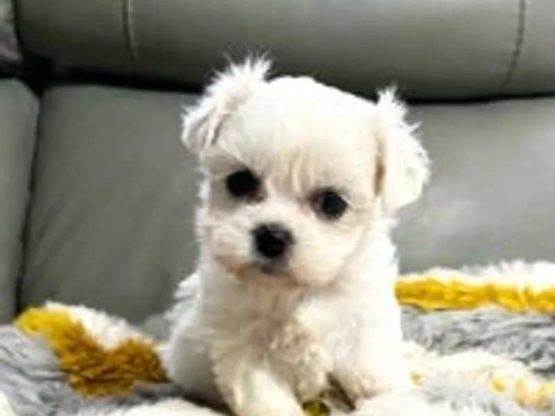 maggie askew photo 1