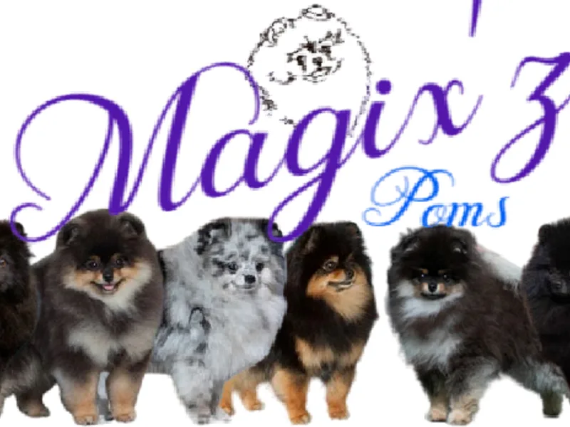Magix'z Poms