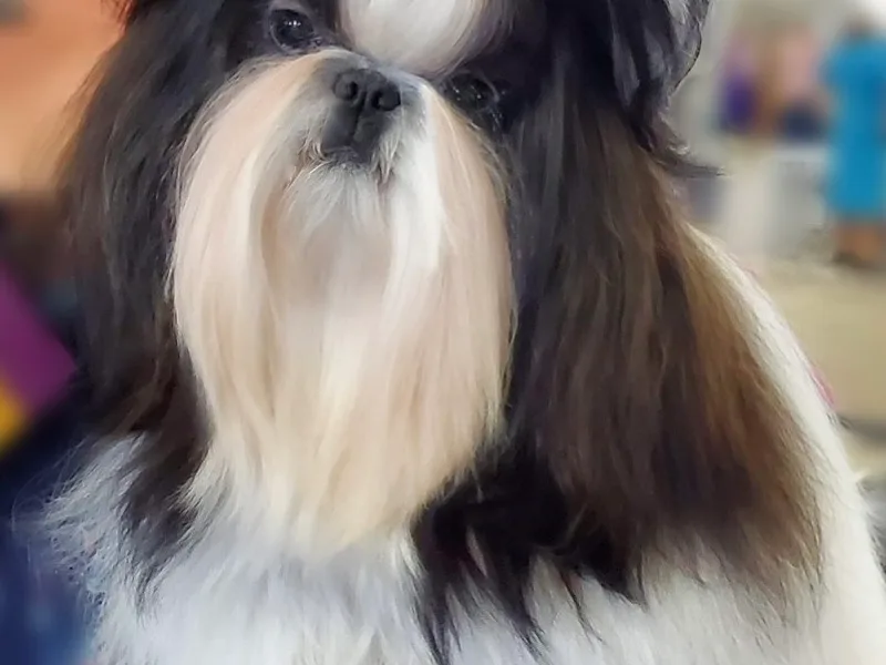 Magpie Shih Tzu