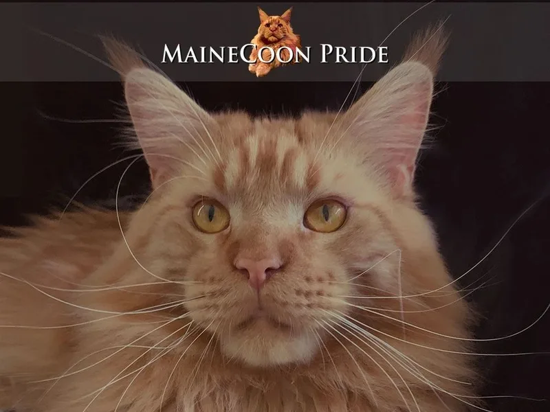 Mainecoonpride