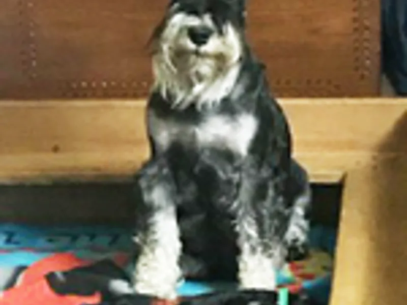Majestically Made Miniature Schnauzers in WV