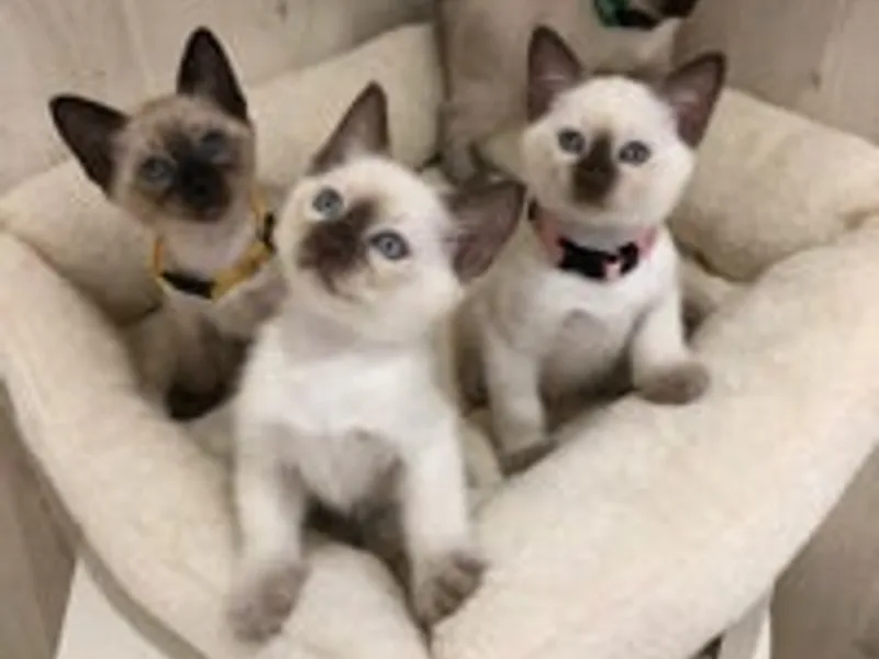 Manchado Traditional Siamese photo 1