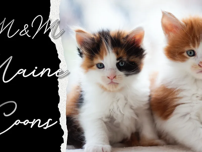 Mandmmainecoons