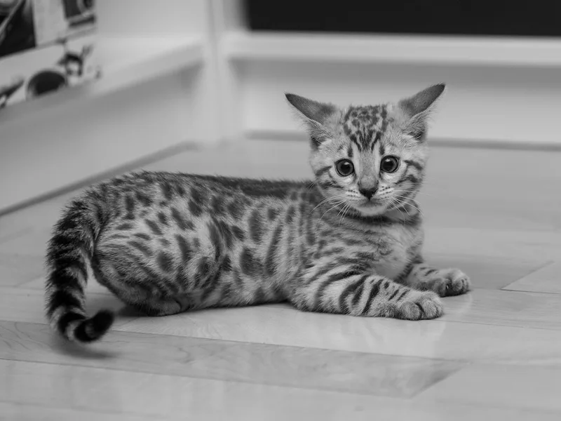 Mandysbengals