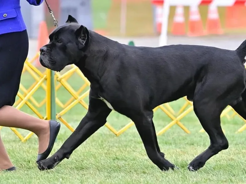 Manna Dal Cielo Cane Corso