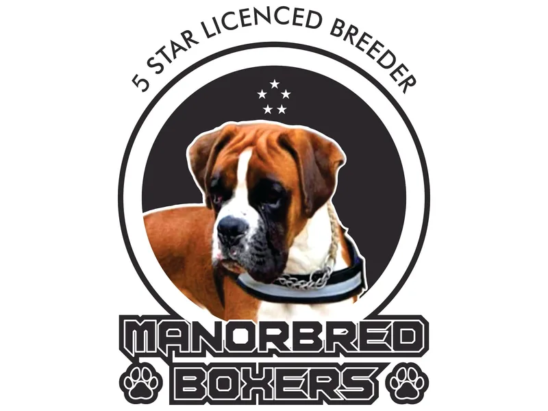 Manorbred Boxers photo 1