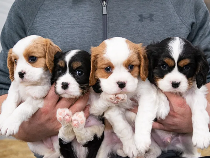 Maple Grove Cavaliers