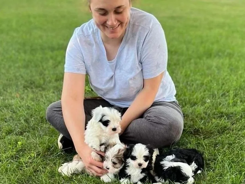 Mardi Gras Havanese/Casa Blanca Pugs